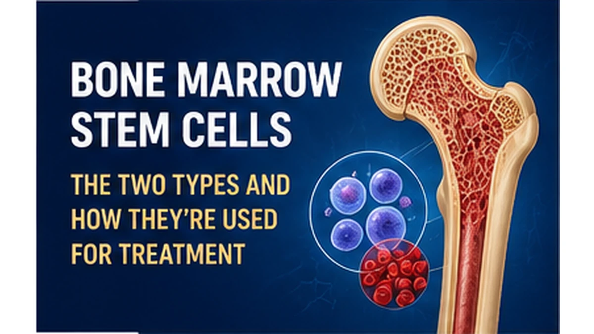 Bone marrow stem cells showing hematopoietic and mesenchymal cell types